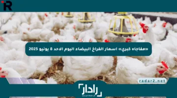 «مفاجأة كبرى» أسعار الفراخ البيضاء اليوم الأحد 8 يونيو 2025